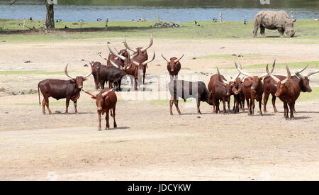 African Watusi cattle (Bos taurus africanus), a.k.a. Ankole-Watusi longhorns or Sanga cattle, rhino in the background. Stock Photo