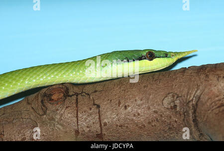 Vietnamese Rhinoceros ratsnake or longnose snake (Gonyosoma boulengeri, Rhynchophis boulengeri). Stock Photo