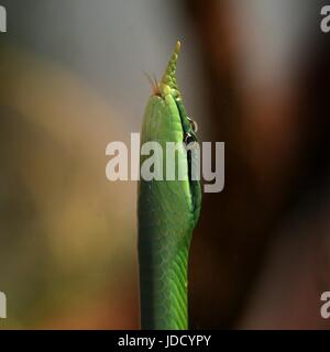 Vietnamese Rhinoceros ratsnake or longnose snake (Gonyosoma boulengeri, Rhynchophis boulengeri). Forked tongue showing. Stock Photo