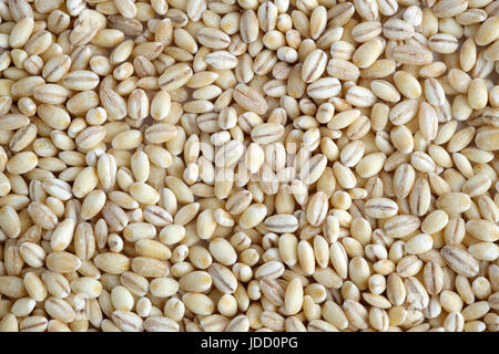 Pearl barley Stock Photo