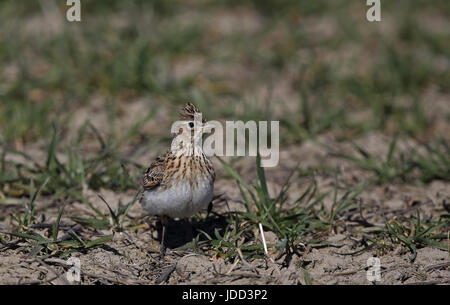 Eurasian skylark, Alauda arvensis sitting on field Stock Photo