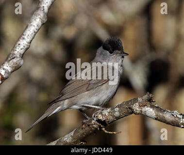 Blackcap, Sylvia atricapilla, male, sitting on branch Stock Photo