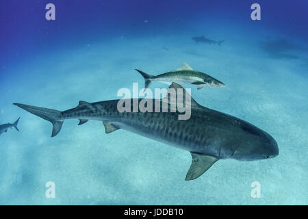 Tiger Shark with a Cobia in Tiger Beach, Bahamas Stock Photo