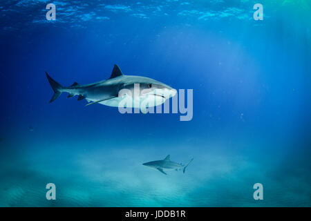 Tiger Shark in Tiger Beach, Bahamas Stock Photo