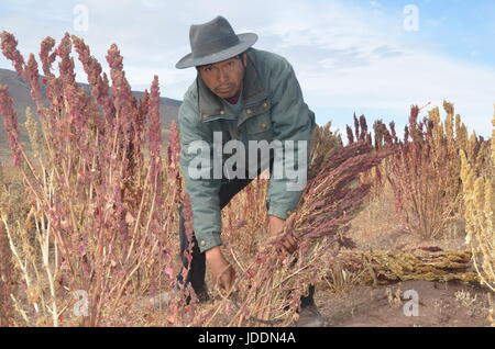 Quinoa farmer Julian Canavari harvests red Quinoa near the town of Challapata, Bolivia, 27 May 2017. Due to the drop in prices, he thinks about migrating to the city, to Oruro or La Paz. Photo: Georg Ismar/dpa Stock Photo