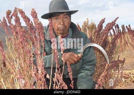 Quinoa farmer Julian Canavari harvests red Quinoa near the town of Challapata, Bolivia, 27 May 2017. Due to the drop in prices, he thinks about migrating to the city, to Oruro or La Paz. Photo: Georg Ismar/dpa Stock Photo