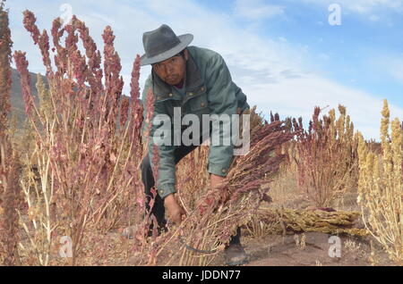 Challapata, Bolivia. 27th May, 2017. Quinoa farmer Julian Canavari harvests red Quinoa near the town of Challapata, Bolivia, 27 May 2017. Due to the drop in prices, he thinks about migrating to the city, to Oruro or La Paz. Photo: Georg Ismar/dpa/Alamy Live News Stock Photo