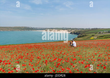 Crantock, Cornwall, UK. 20th June 2017. UK Weather. On the hottest day of the year so far, a field of poppies are in full bloom at Crantock, near Newquay. In the picture a photographer capturing the moment. Credit: cwallpix/Alamy Live News