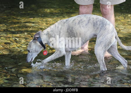 Aberystwyth, Wales, UK. 20th Jun, 2017. UK Weather. Another blistering hot day on the Welsh coast , time to cool off in the mid day sun . A Jack Russell  & Whippet dog take a dip in the river Credit: mike davies/Ģ����ý Live News Stock Photo