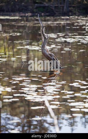 Dry root sticking out in the water of the marsh. Surrounded by hundreds of lilipads floating. Stock Photo