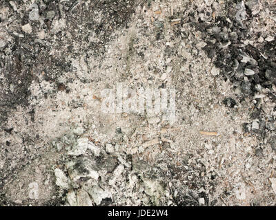 ash from a campfire outside on the ground Stock Photo