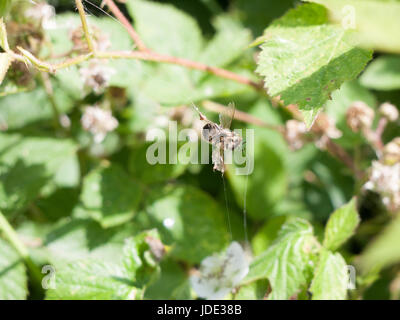 dead insect decaying outside in sunlight Stock Photo