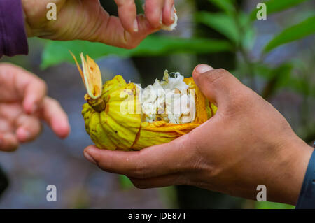 Close up of fresh Cocoa fruit in farmers hands. Organic cacao fruit - healthy food. Cut of raw cocoa inside of the amazon rainforest in Cuyabeno Natio Stock Photo