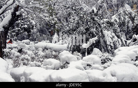 View of trees under heavy snow at park called 'Macka Demokrasi - Sanat Parki' in Istanbul. Stock Photo