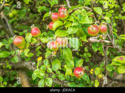 Wild crab apples, malus sylvestris, growing on shrub, Summer, East Lothian, Scotland, UK Stock Photo