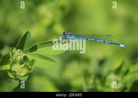 Common Blue male damselfly perched on edge of bright green leaf with bright green leafy background Stock Photo