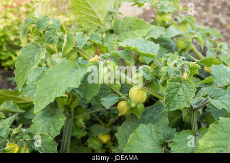 Aunt Molly's Ground Cherries growing in Issaquah, Washington, USA. Stock Photo