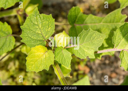 Aunt Molly's Ground Cherries growing in Issaquah, Washington, USA. Stock Photo