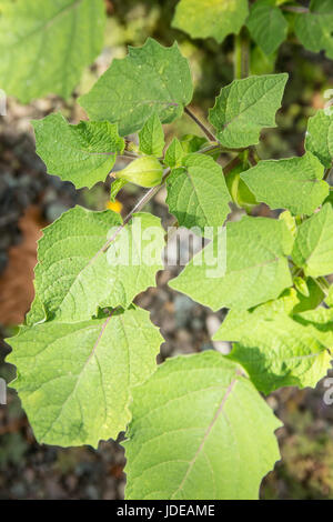 Aunt Molly's Ground Cherries growing in Issaquah, Washington, USA. Stock Photo