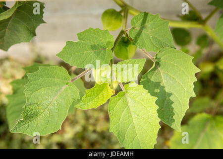 Aunt Molly's Ground Cherries growing in Issaquah, Washington, USA. Stock Photo