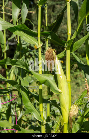 Ripe corn growing in Bellevue, Washington, USA.  At harvest time, the silk turns brown, but the husks are still green. Stock Photo
