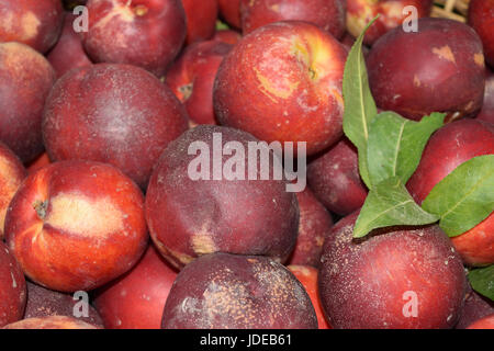 Close up of fresh and juicy nectarines Stock Photo