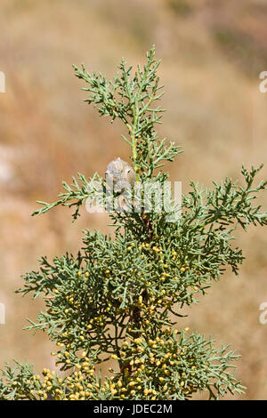 Arizona Cypress  Cupressus arizonica Santa Catalina mountains, north of Tucson, Arizona, United States 2 March      Cupressaceae Stock Photo
