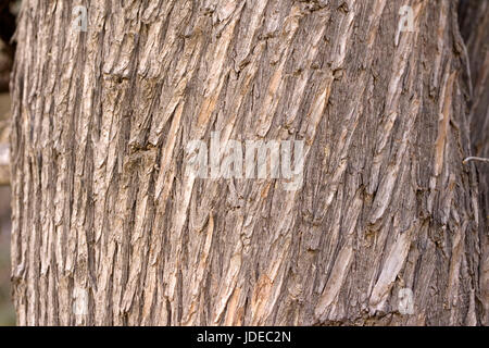 Arizona Cypress  Cupressus arizonica Santa Catalina mountains, north of Tucson, Arizona, United States 2 March      Cupressaceae Stock Photo