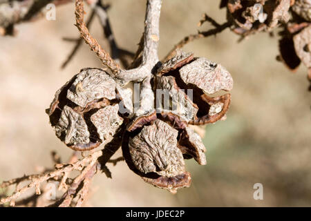 Arizona Cypress  Cupressus arizonica Santa Catalina mountains, north of Tucson, Arizona, United States 2 March      Older, open cones.      Cupressace Stock Photo