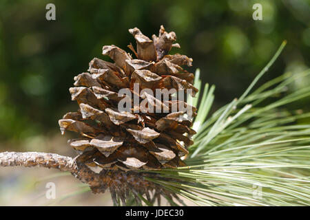 Arizona Pine  Pinus arizonica Santa Catalina Mountains, north of Tucson, Arizona, United States 2 March       Pinaceae Stock Photo