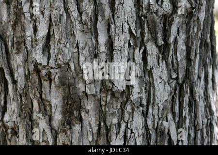 Arizona Walnut  Juglans major Tucson, Arizona, United States Juglandaceae Stock Photo