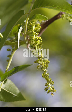 Arizona Walnut  Juglans major Tucson, Arizona, United States Flowers      Juglandaceae Stock Photo