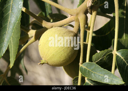 Arizona Walnut  Juglans major Tucson, Arizona, United States Fruit     Juglandaceae Stock Photo