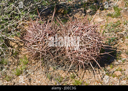 Many-headed Barrel  Ferocactus polycephalus  Cactaceae Stock Photo