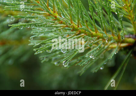 Macro view of raindrops on pine needles. Wet coniferous. Stock Photo