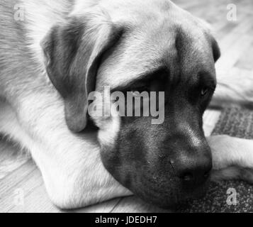 English Mastiff Mix Puppy Lays on Floor Looking Up Stock Photo