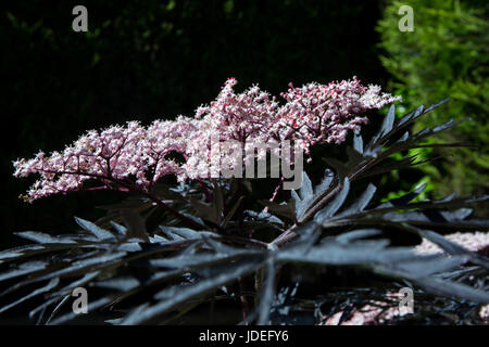 Sambucus nigra 'Black Lace' or Elder plant in flower. Stock Photo