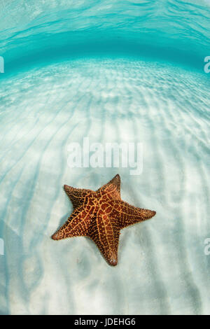 Red Cushion Starfish in Lagoon, Oreaster reticulatus, Turneffe Atoll, Caribbean, Belize Stock Photo