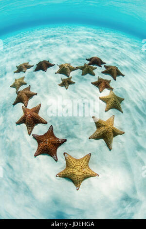 Red Cushion Starfish in Lagoon, Oreaster reticulatus, Turneffe Atoll, Caribbean, Belize Stock Photo