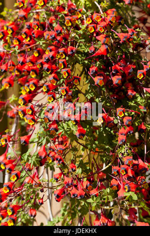 'Tropaeolum' 'Tricolorum' Climber plant Stock Photo