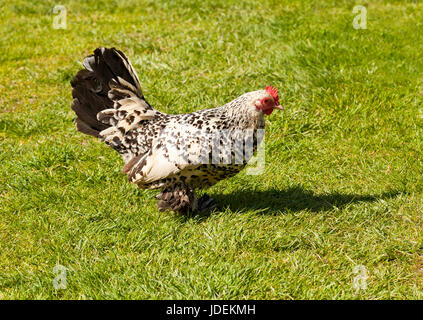 A Booted Bantam chicken walking free range on grass Stock Photo