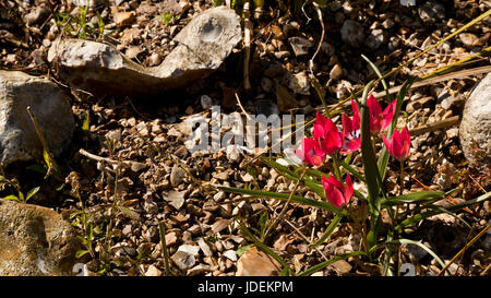 Delicate Cerise Pink flowers of a plant surviving in a harsh arid environment Stock Photo
