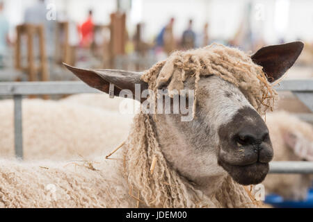 Ovis aries. Teeswater sheep on show at an Agricultural show. UK Stock Photo