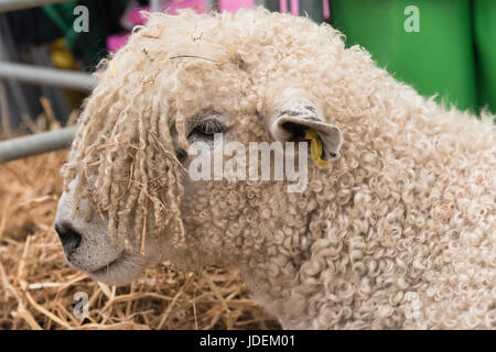 Ovis aries. Teeswater sheep on show at an Agricultural show. UK Stock Photo