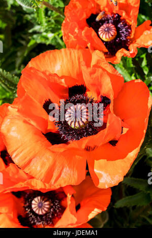 Orange red color poppies in full bloom; Papaveroideae; Papaveraceae; Salida; Colorado; USA Stock Photo