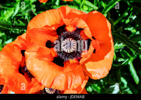 Orange red color poppies in full bloom; Papaveroideae; Papaveraceae; Salida; Colorado; USA Stock Photo