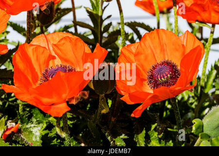 Orange red color poppies in full bloom; Papaveroideae; Papaveraceae; Salida; Colorado; USA Stock Photo