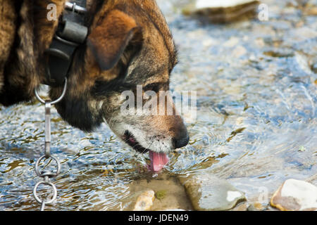 dog drinking water from river Stock Photo