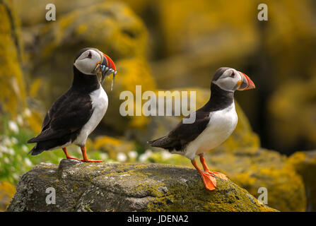 Close up of two Atlantic puffins, Fratercula arctica, puffin with sand eels in beak, Isle of May, Firth of Forth, Scotland, UK Stock Photo