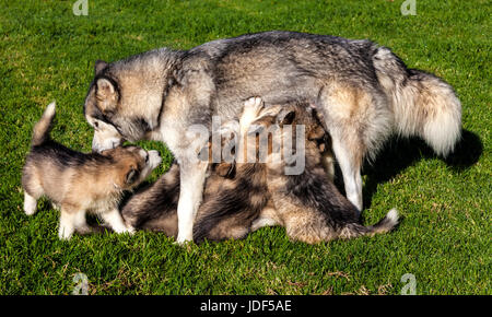 Room for one more asks this hungry Alaskan Malamute puppy Stock Photo